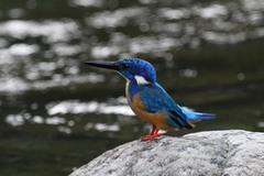 Alcedo semitorquata