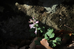 Corydalis paczoskii