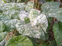 Podosphaera macularis