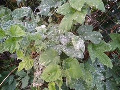 Podosphaera macularis