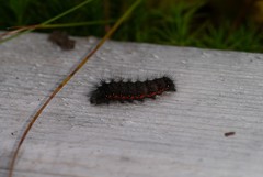 Acronicta menyanthidis