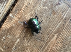 Trypocopris vernalis