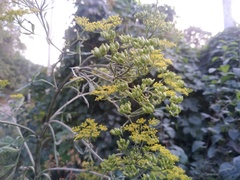 Pastinaca clausii