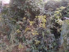 Pastinaca clausii
