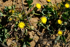 Othonna taraxacoides