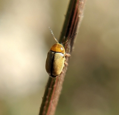Cryptocephalus fulvus