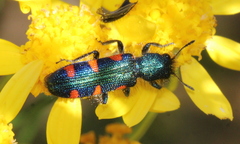 Trichodes aulicus