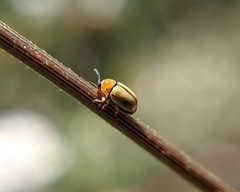 Cryptocephalus fulvus