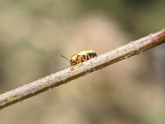 Cryptocephalus fulvus