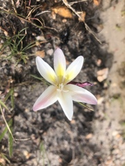 Gladiolus trichonemifolius