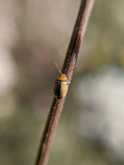 Cryptocephalus fulvus