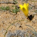 Romulea pearsonii - Photo (c) Nick Helme, some rights reserved (CC BY-SA), uploaded by Nick Helme