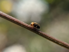 Cryptocephalus fulvus