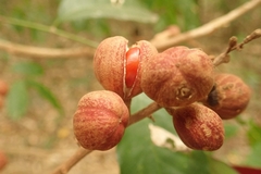 Guarea macrophylla