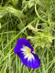 Convolvulus tricolor