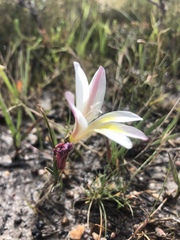Gladiolus trichonemifolius