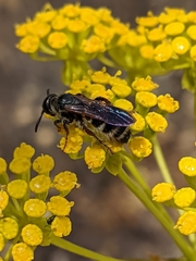 Colpa quinquecincta