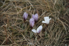 Crocus tauricus