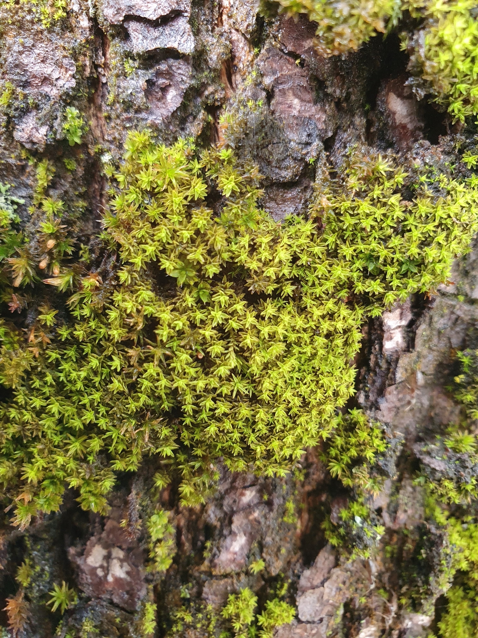 Nyholmiella obtusifolia