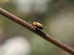 Cryptocephalus fulvus