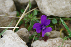Viola dubyana