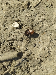 Hydrochara caraboides