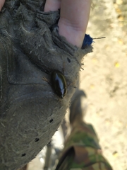 Hydrochara caraboides