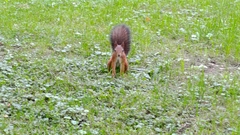 Sciurus vulgaris