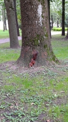 Sciurus vulgaris