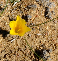 Romulea pearsonii