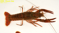 Procambarus clarkii