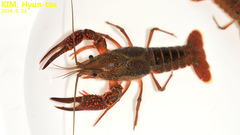Procambarus clarkii