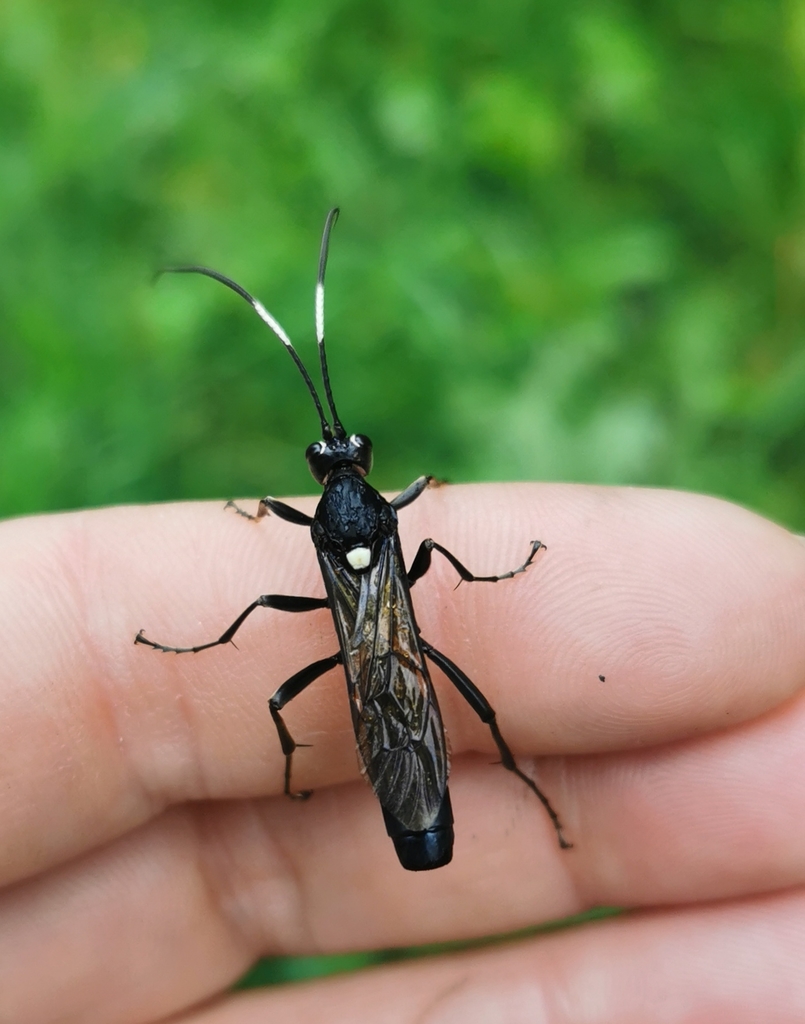 Amblyjoppa proteus