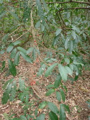 Guarea macrophylla