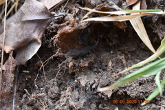 Cyrtodactylus semiadii