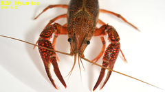 Procambarus clarkii