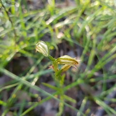 Pterostylis melagramma