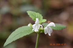 Leucas decemdentata