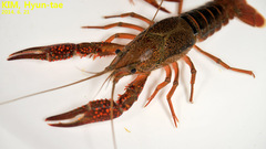 Procambarus clarkii