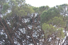 Falco naumanni