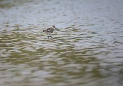 Limnodromus semipalmatus