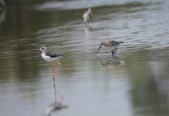 Limnodromus semipalmatus