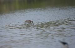 Limnodromus semipalmatus