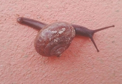 Quantula