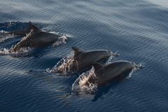 Steno bredanensis