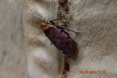 Penthicodes atomaria