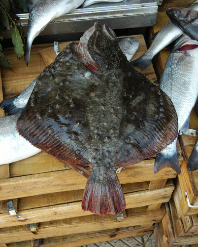 Black Sea Brill