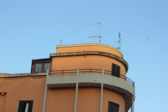 Falco naumanni