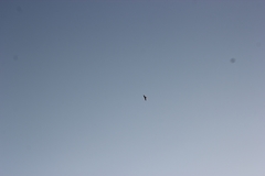 Falco naumanni