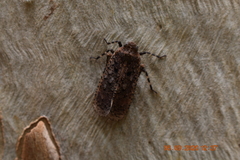 Penthicodes pulchellus